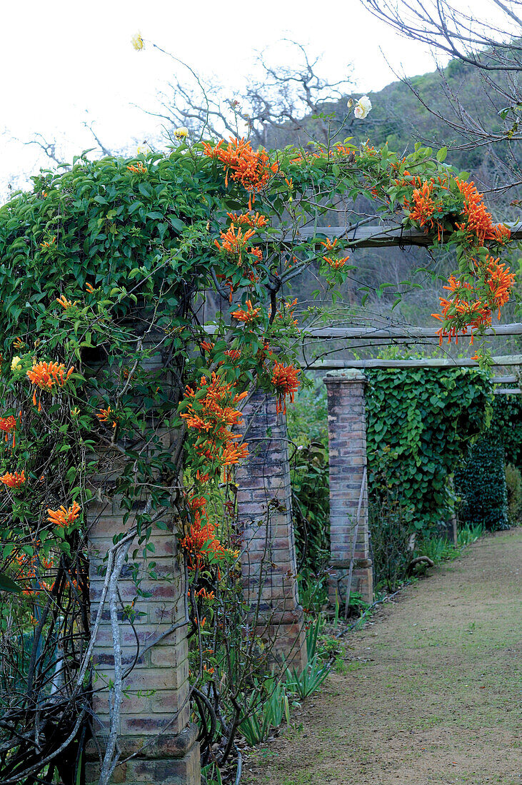 Pergola mit Feuerranke