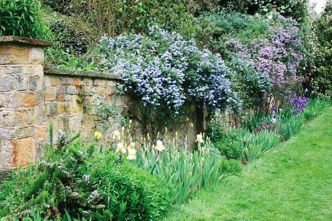 Californian lilac (Ceanothus) flowering over top of garden wall with gladioli in foreground