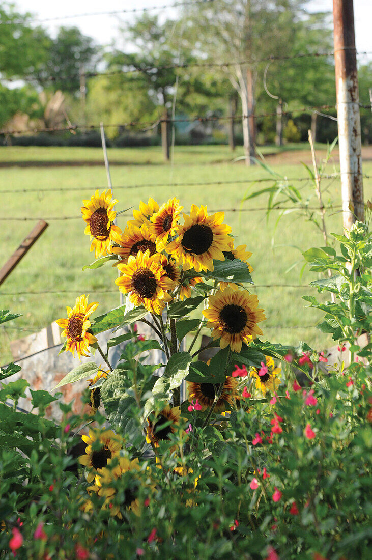 Sunflowers growing in garden