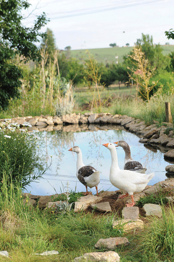 Geese next to pond