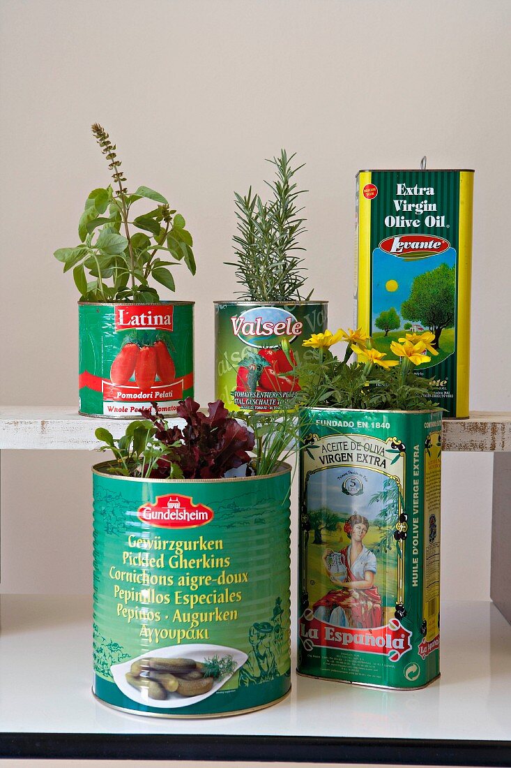 Various herbs in old tin cans on white kitchen table and vintage shelf