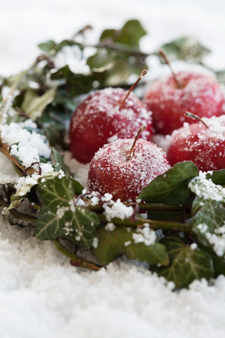 Frosty apples and ivy