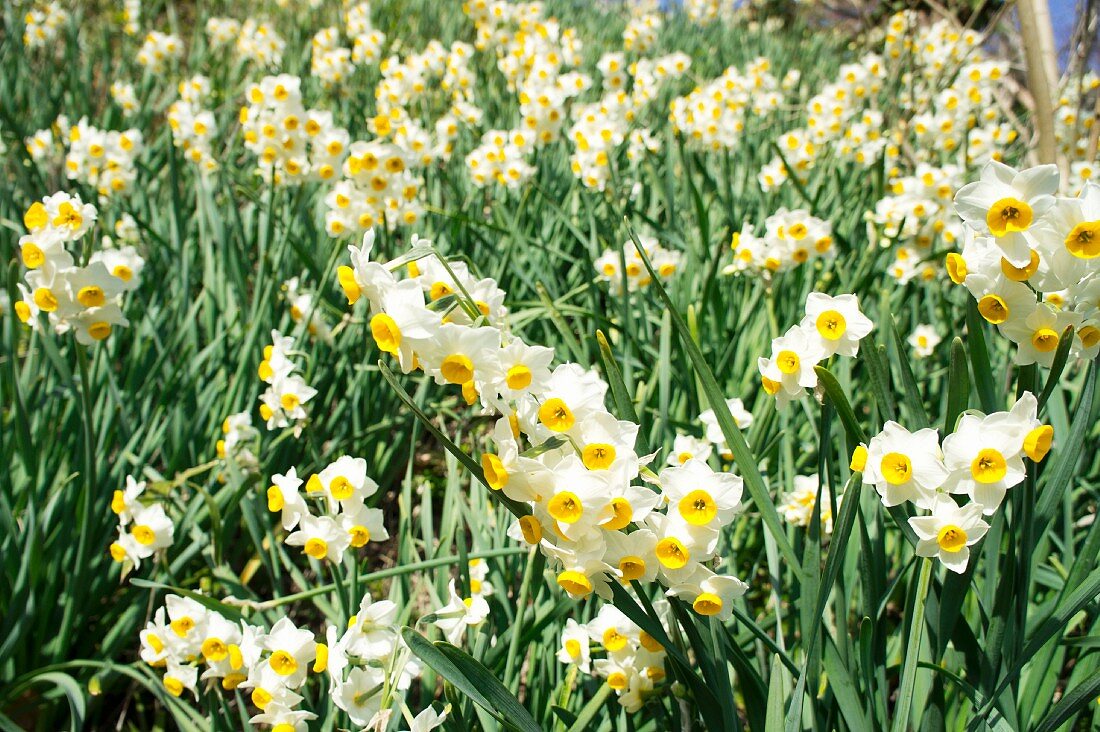 Flowerbed of white narcissus