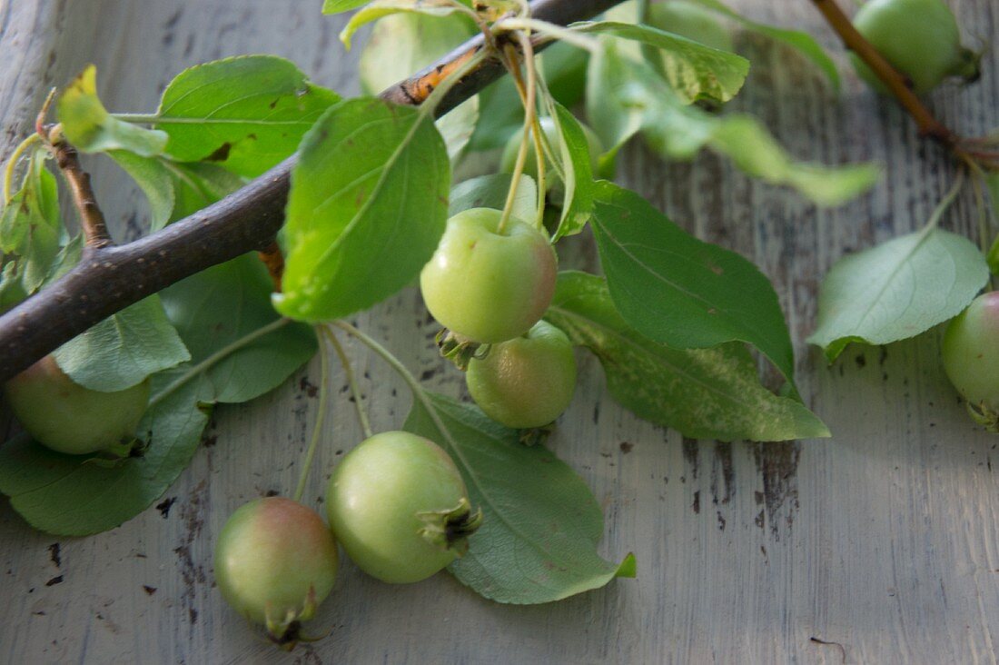 Crab apples on a branch