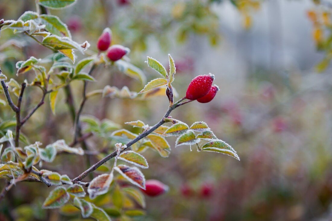 Frosty rosehips on twig