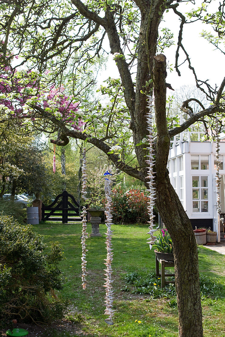 Stings of shells hung on a flowering fruit tree in a garden