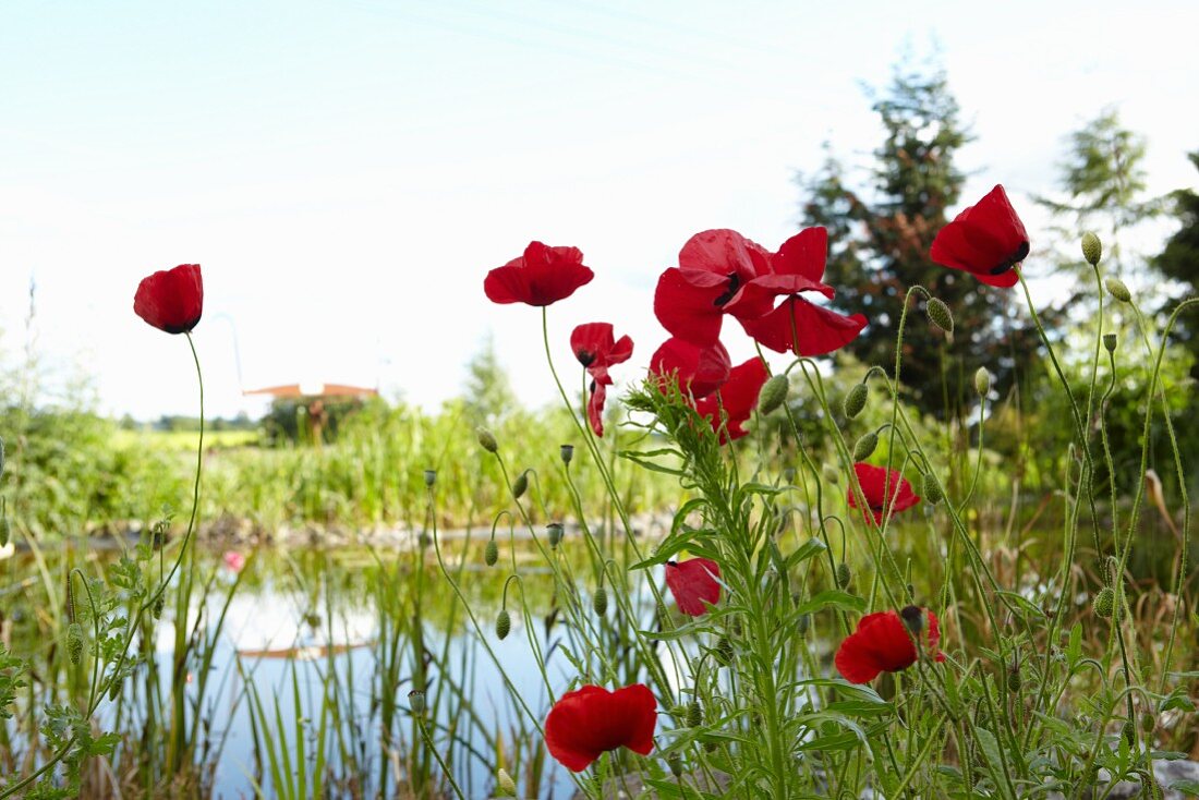 Red poppies next to pond