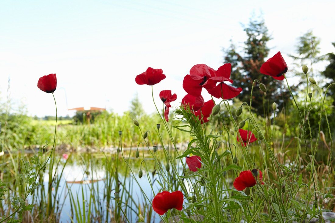 Rote Mohnblumen am Teich