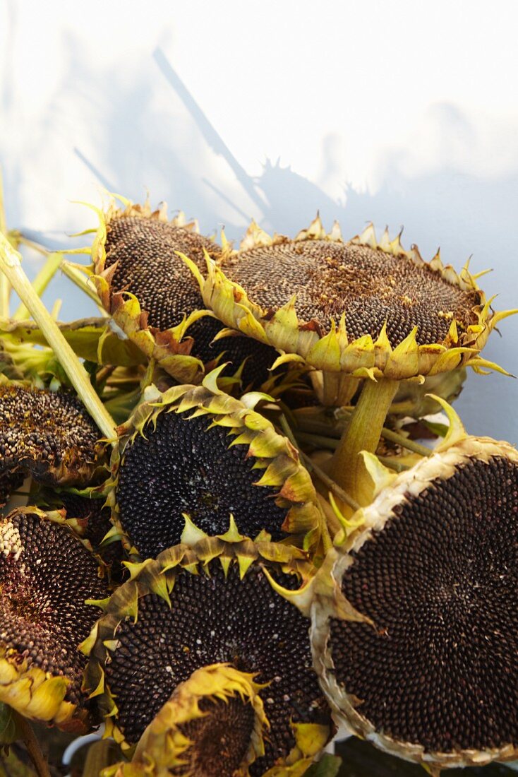 Dried sunflower heads