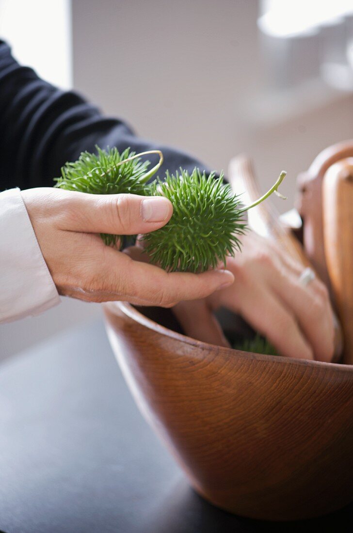 Horse chestnuts in prickly green shells in one hand, second hand reaching into a wooden bowl
