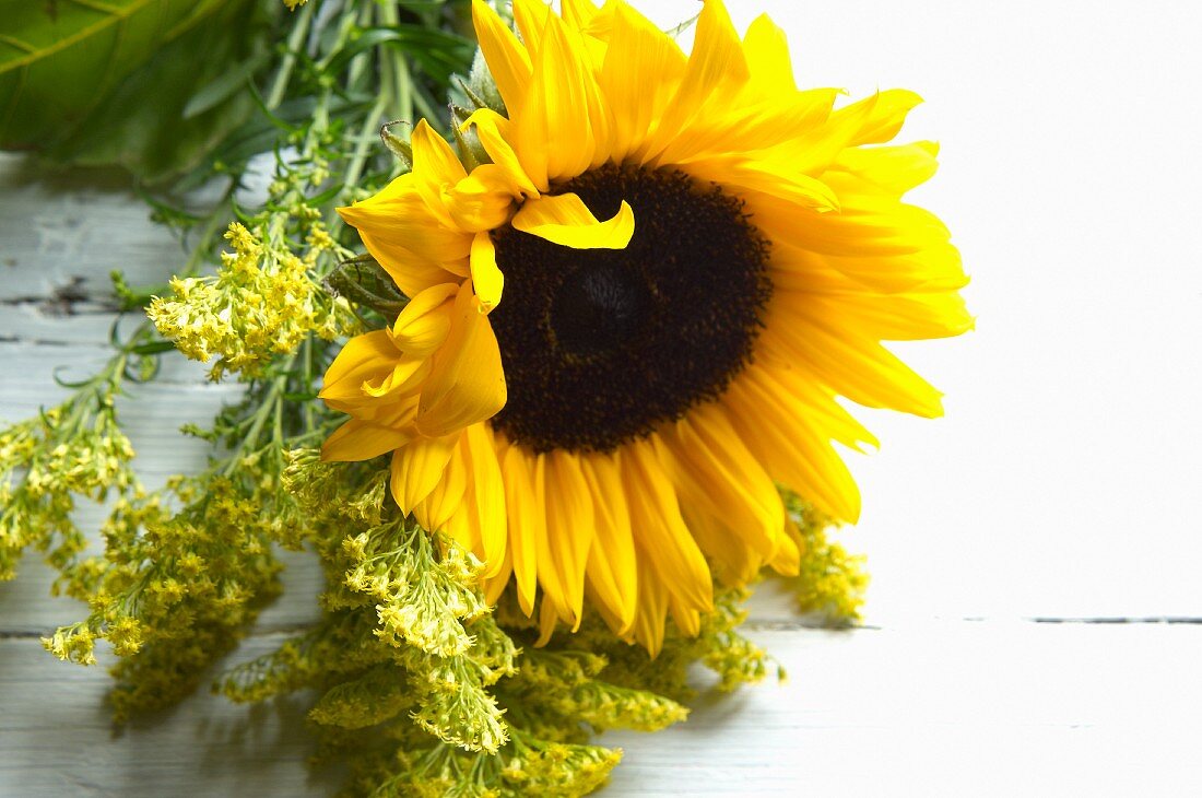 Sunflower & goldenrod