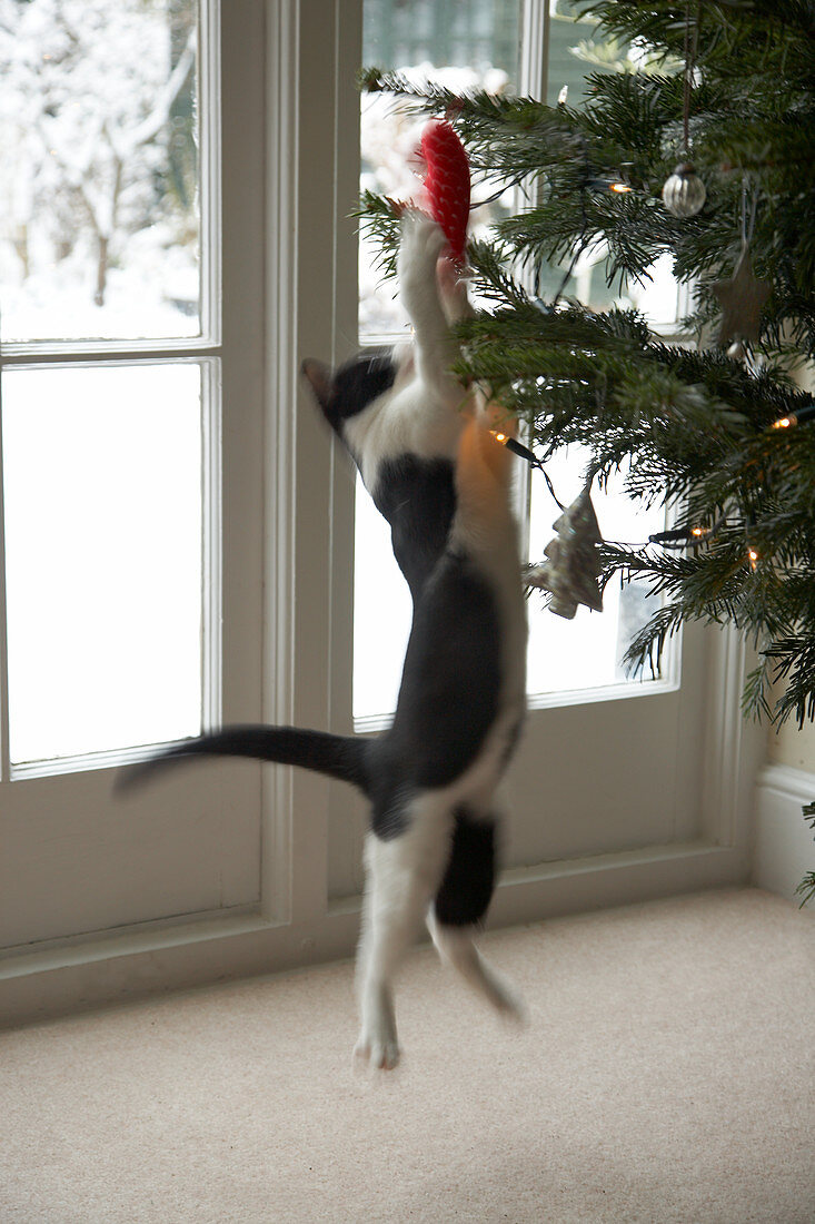 Schwarzweisse Katze im Hochsprung auf roten Weihnachtsbaumanhänger