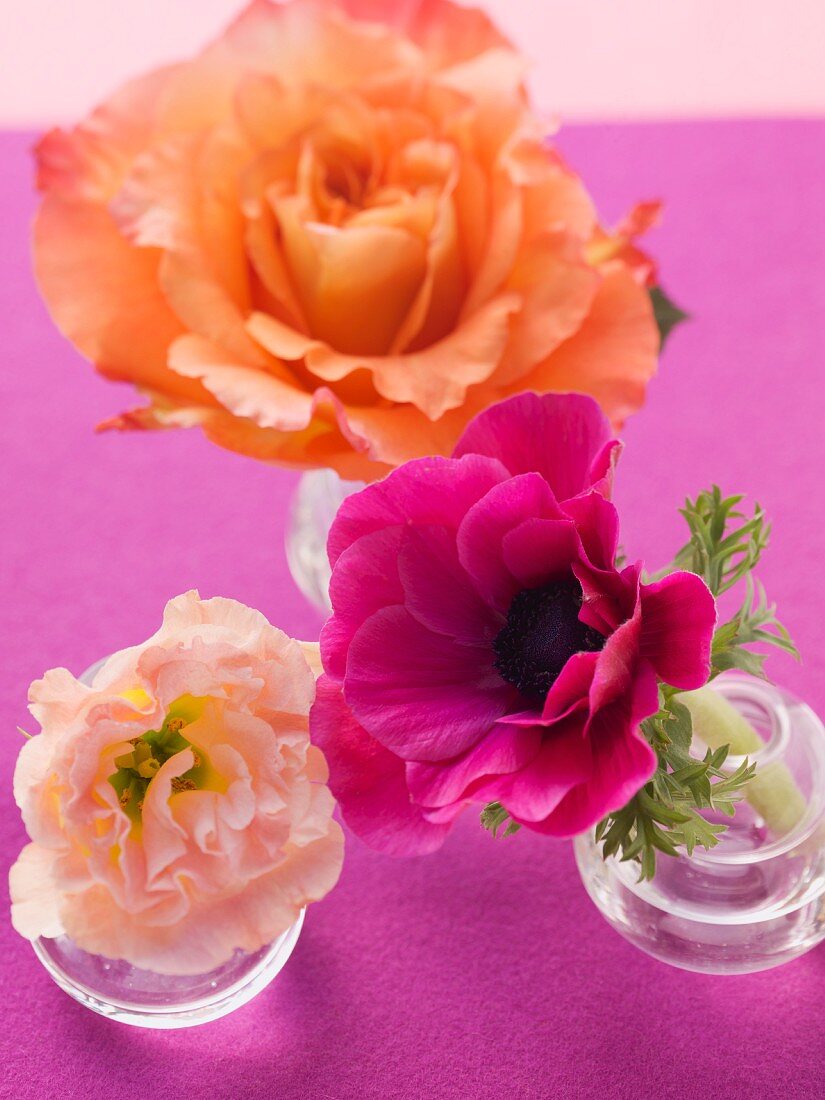 Flowers in a small glasses on a purple surface