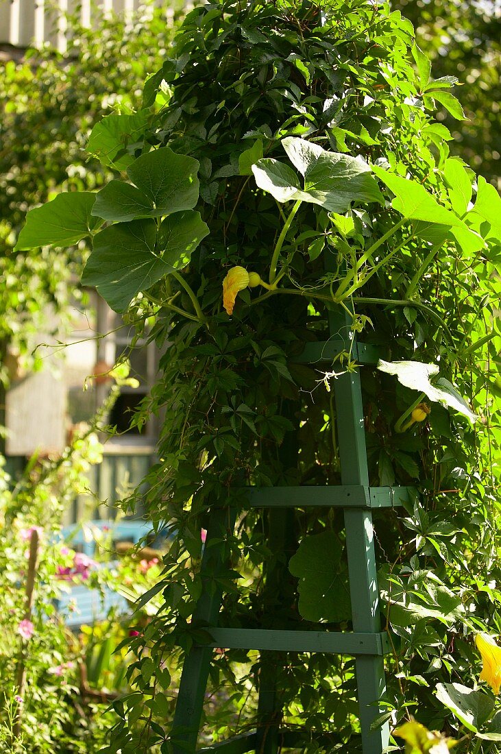 Kürbispflanze auf Rankgerüst im Garten