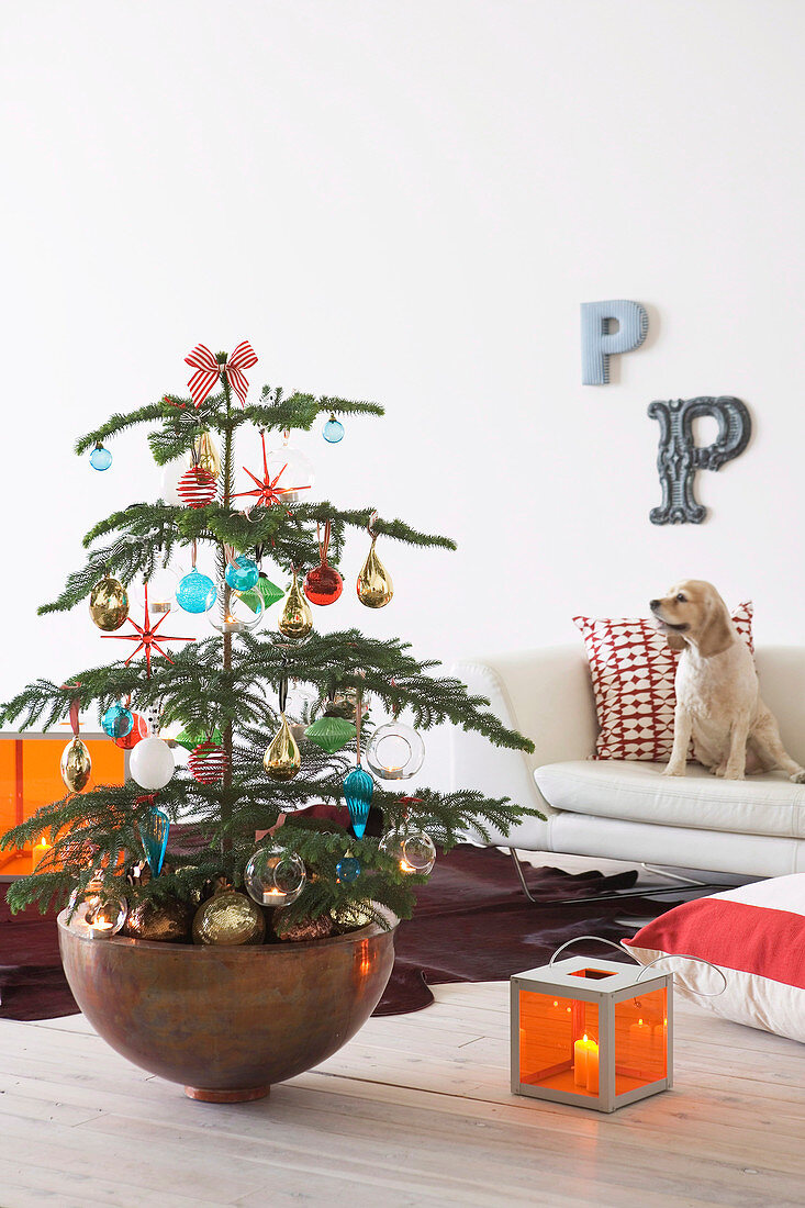Dekorierter Weihnachtsbaum in Schale und Laterne mit orangefarbenem Glas auf Holzboden vor hellem Sofa mit Hund