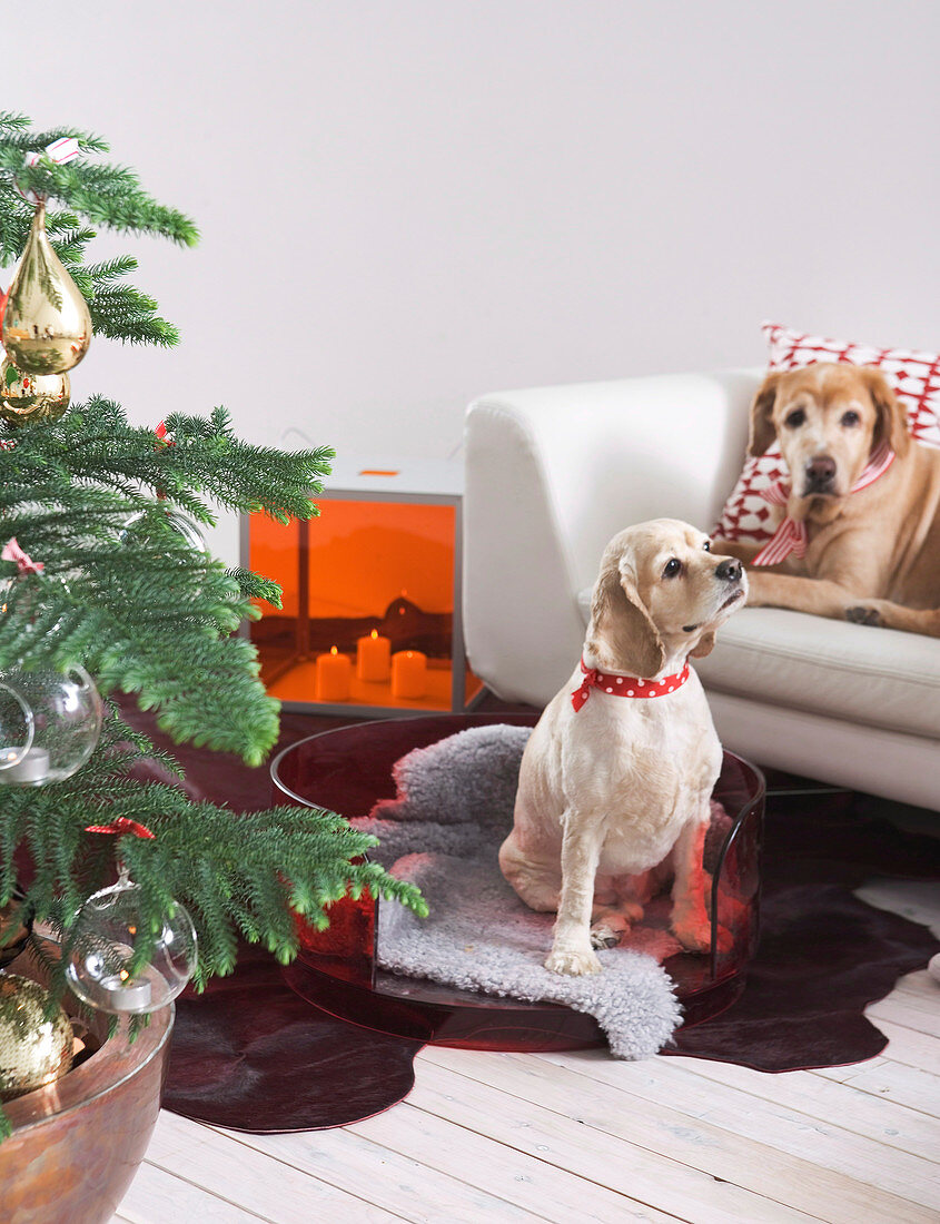Weihnachtsbaum neben Hunden im Hundekorb und auf Sofa