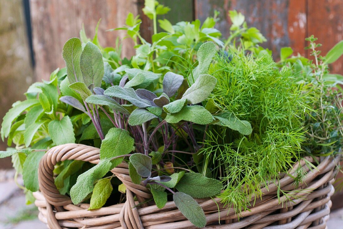 Mixed garden herbs in a wicker basket