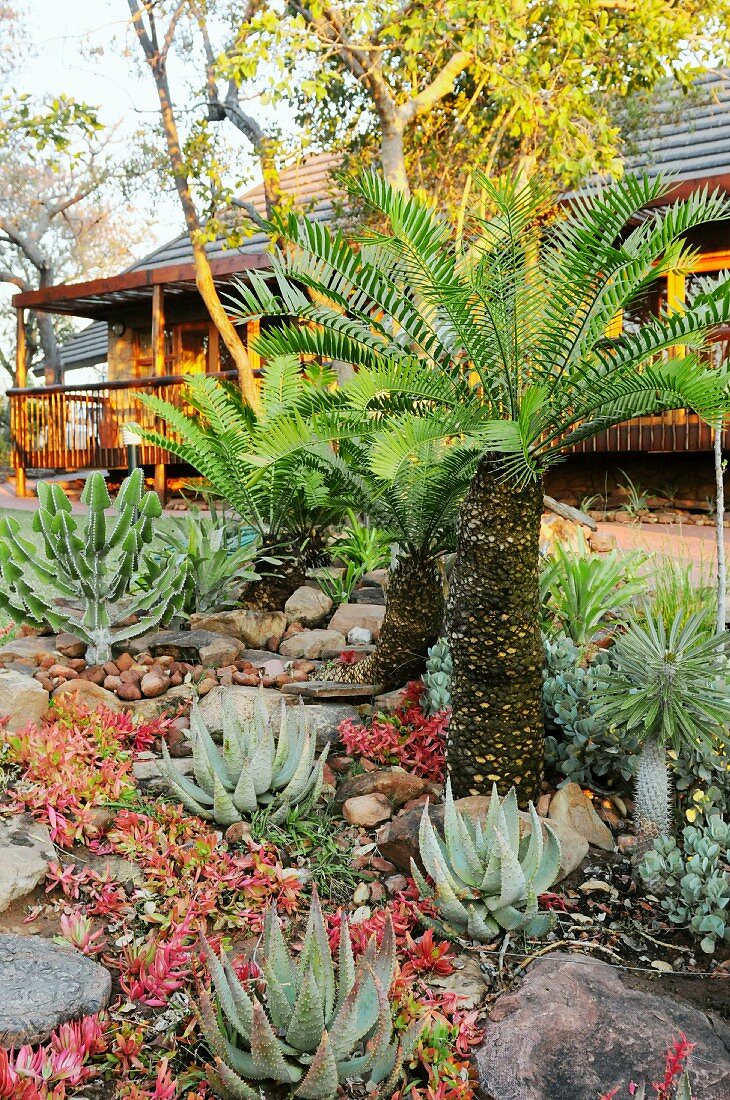 Palmfarn und Aloe in südafrikanischem Garten