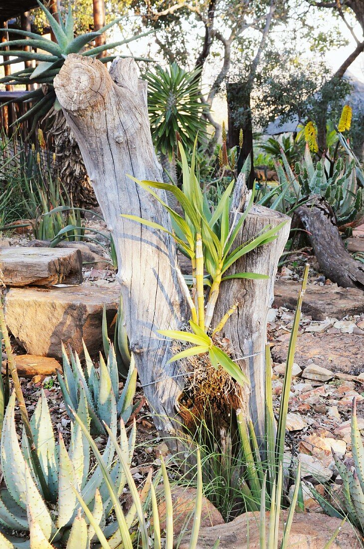 Aloes in front of a cut off tree trunk