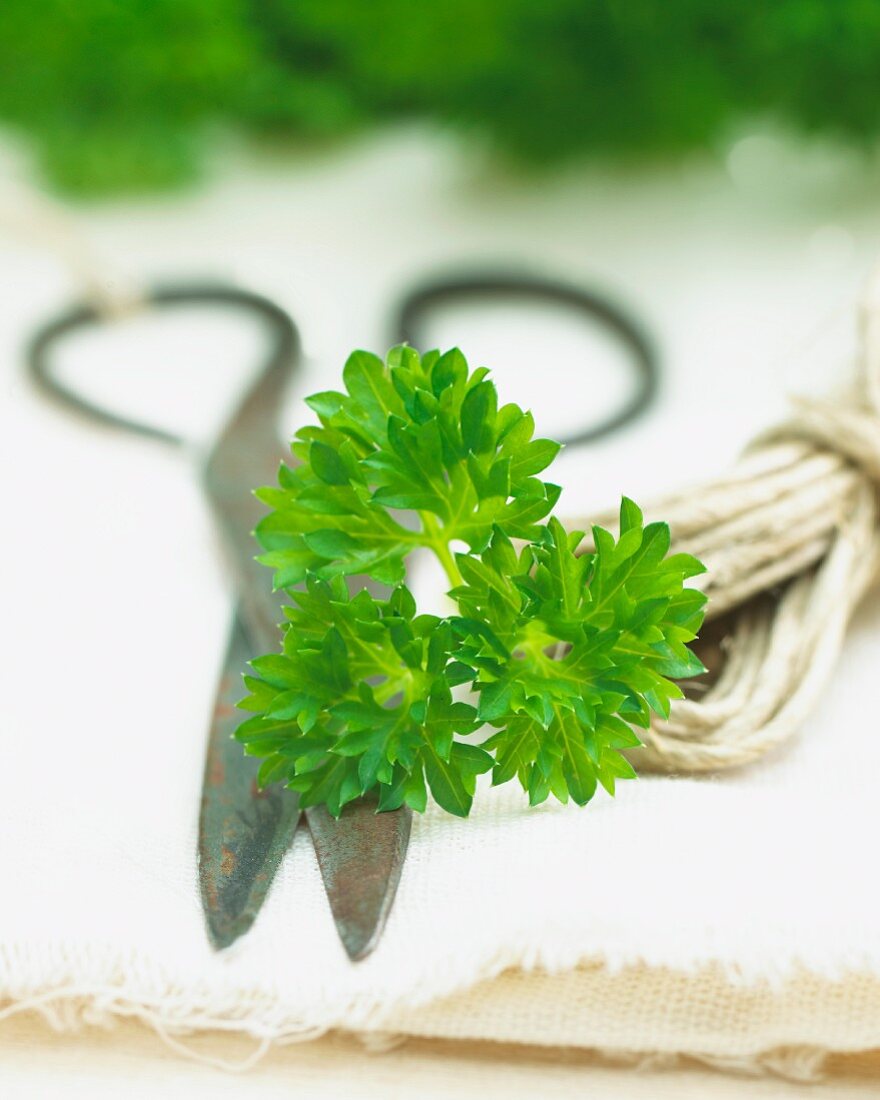 Fresh parsley with a pair of herb scissors