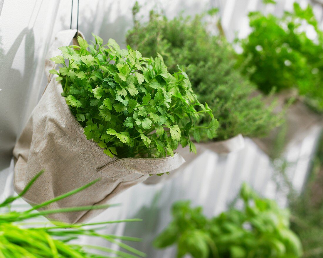 Parsley in hanging bags against a house wall