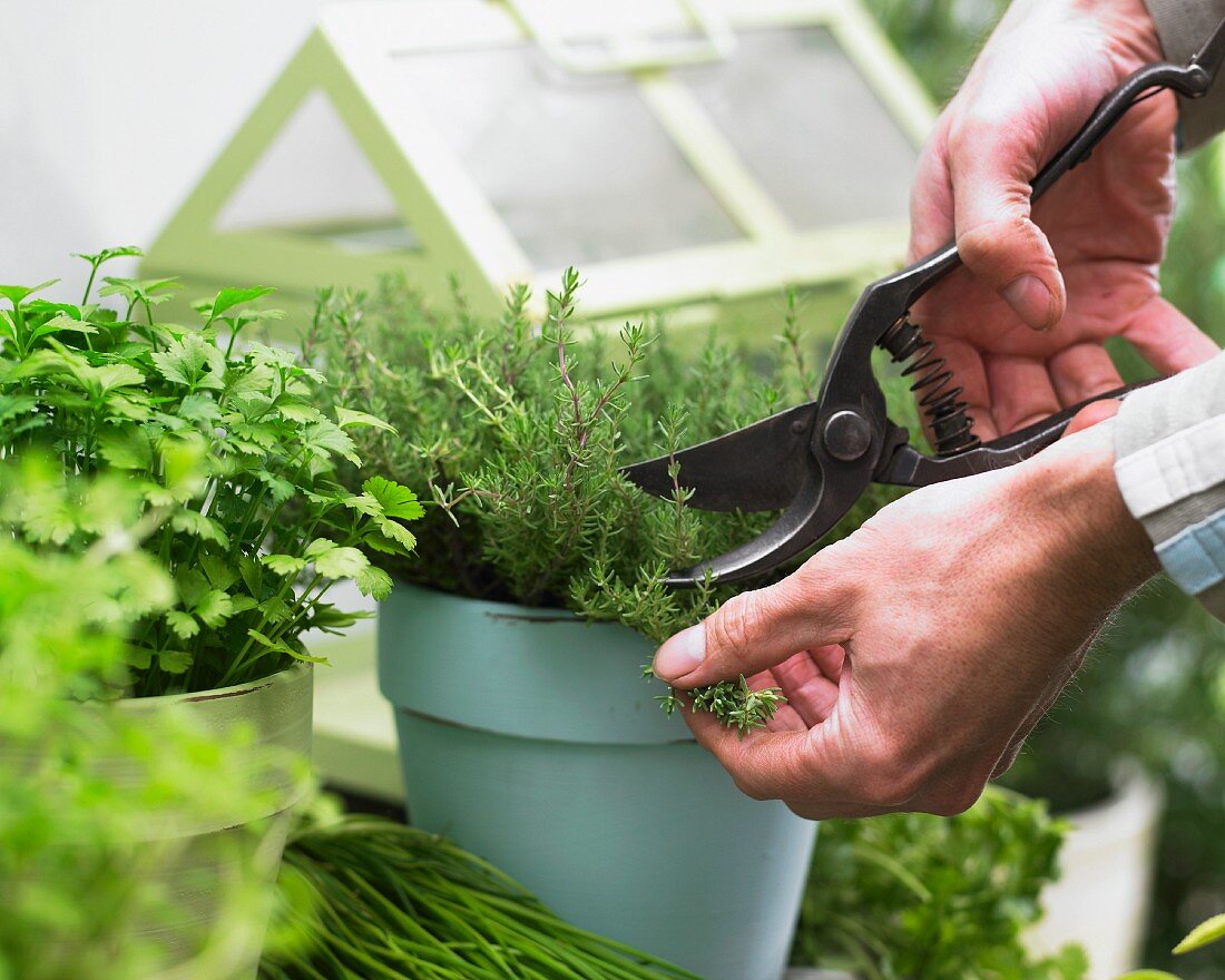 Cutting thyme in a pot