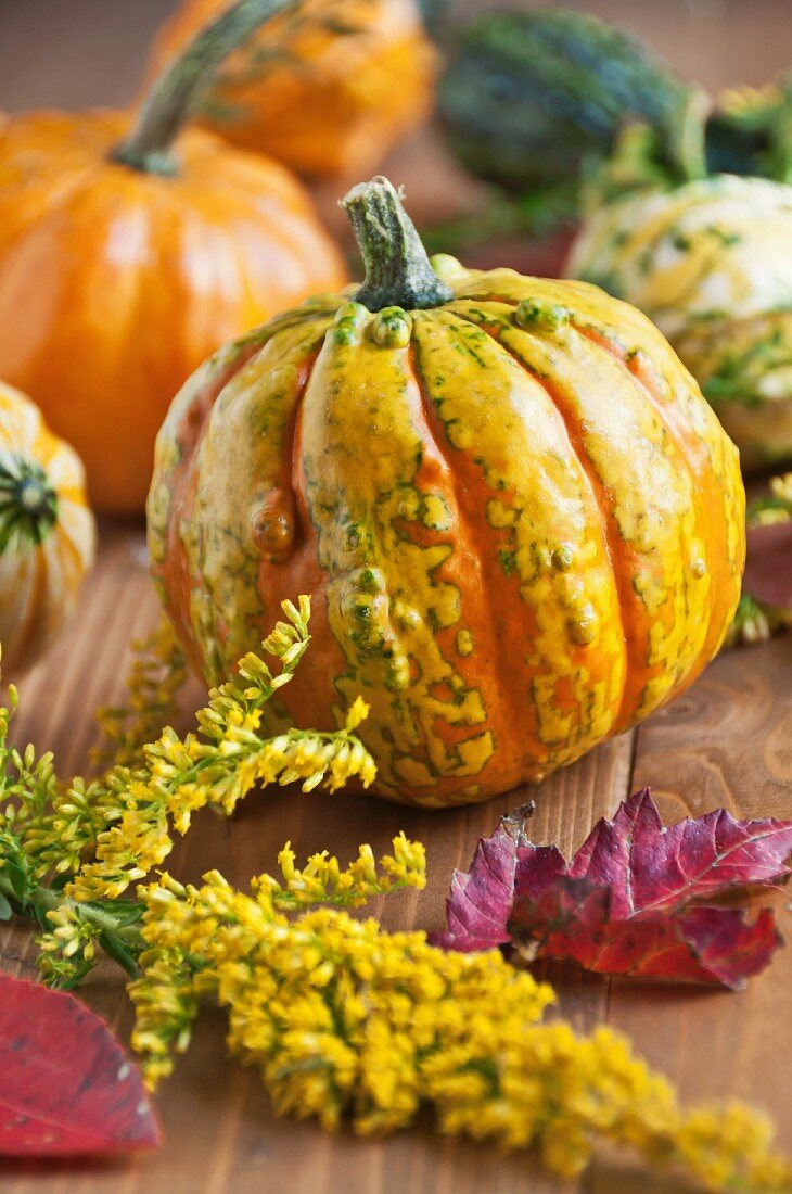 Assorted Gourds with Yellow Flowers and Autumn Leaves