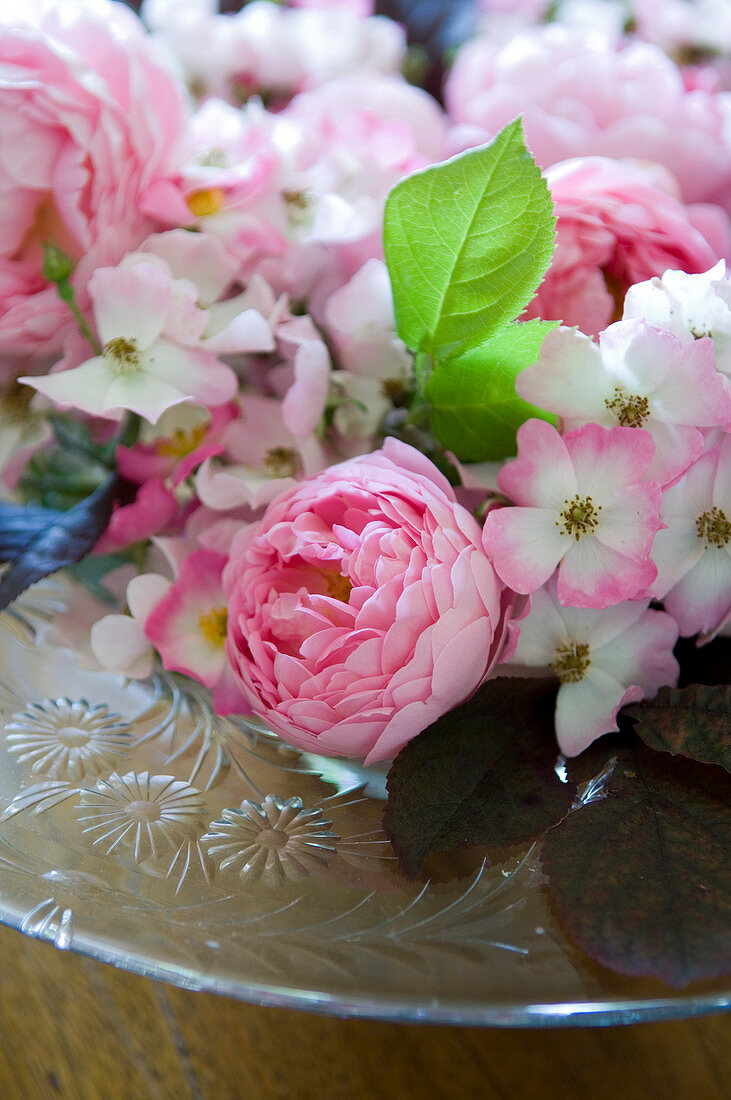 Rosa Rosenblüten (englische Rosen) auf floral verzierter Glasschale