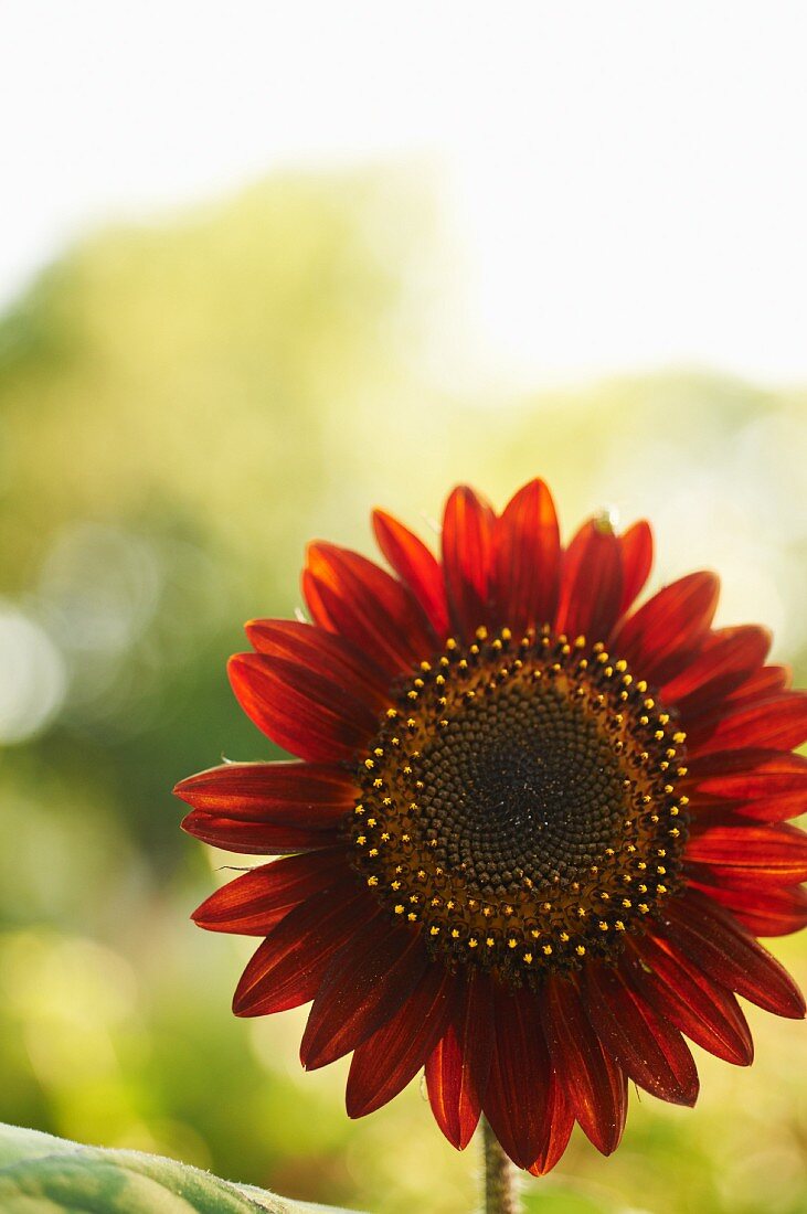 Rote Sonnenblume im Garten
