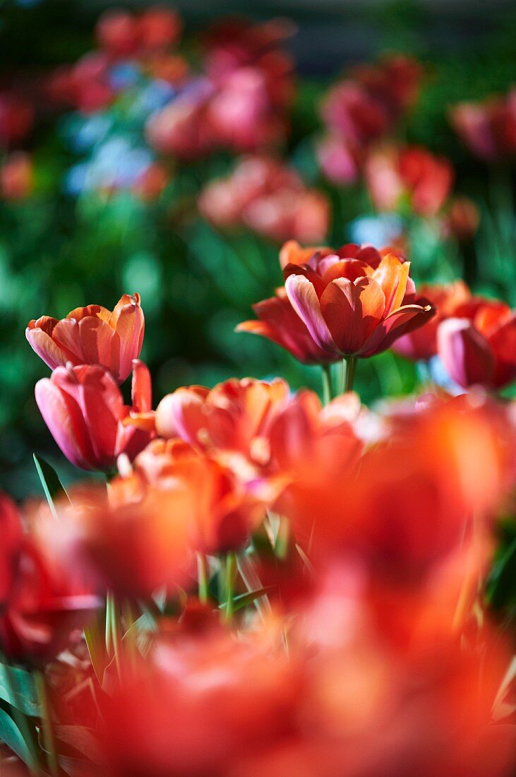 Red Tulips