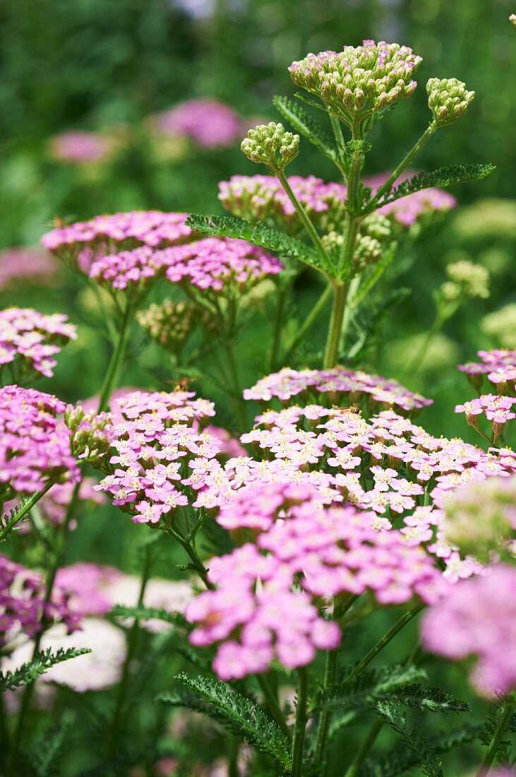 Pink and White Yarrow Growing in a Garden