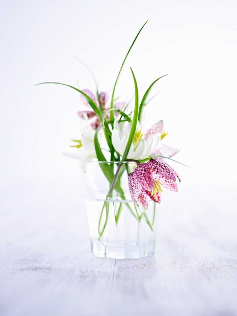 Snake's head fritillaries in glass of water