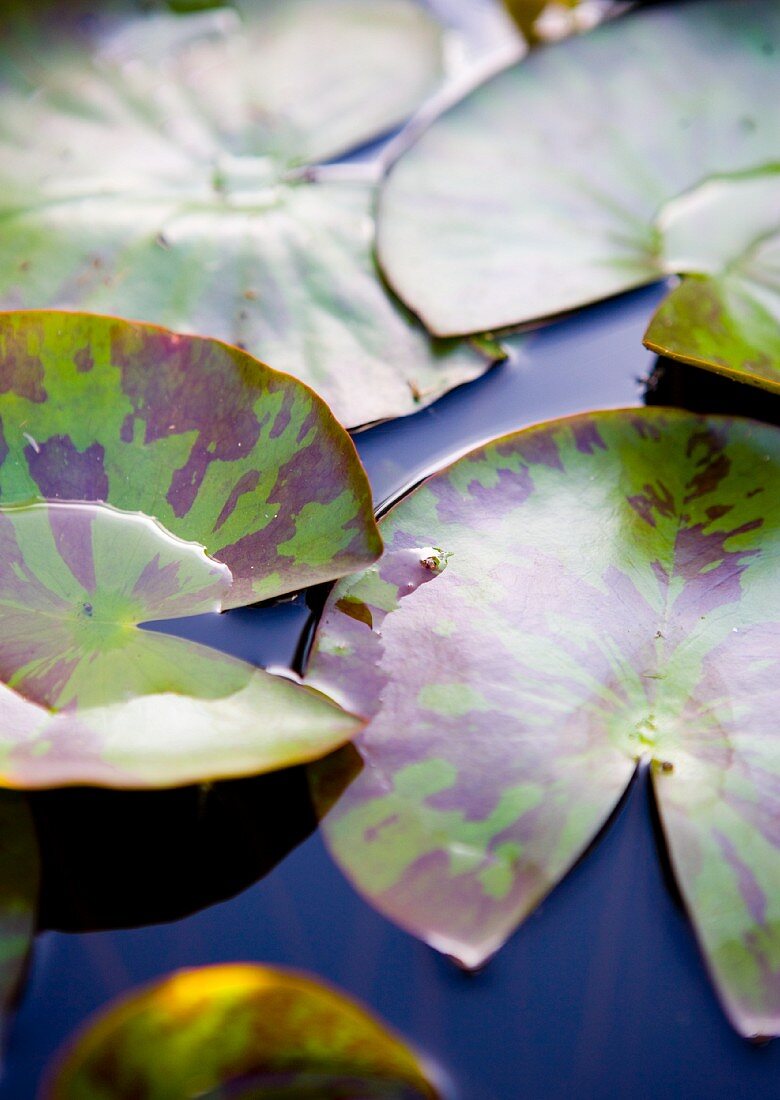 Water lily leaves on surface of water