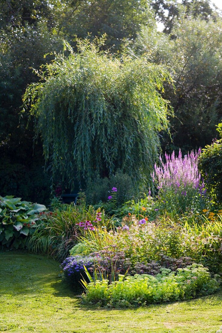 Flowering border in front of willow