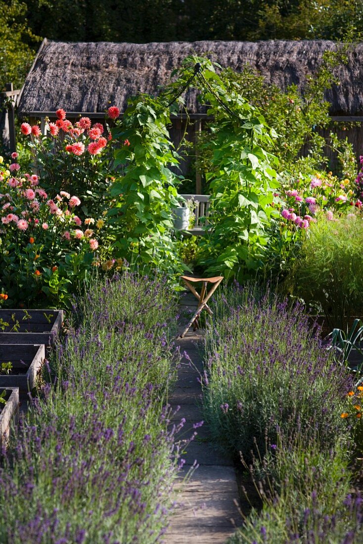Lavendelbüsche am Gartenweg und Blick auf teilweise sichtbarem Haus