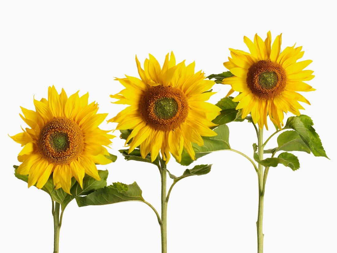 Drei Sonnenblumen vor weißem Hintergrund