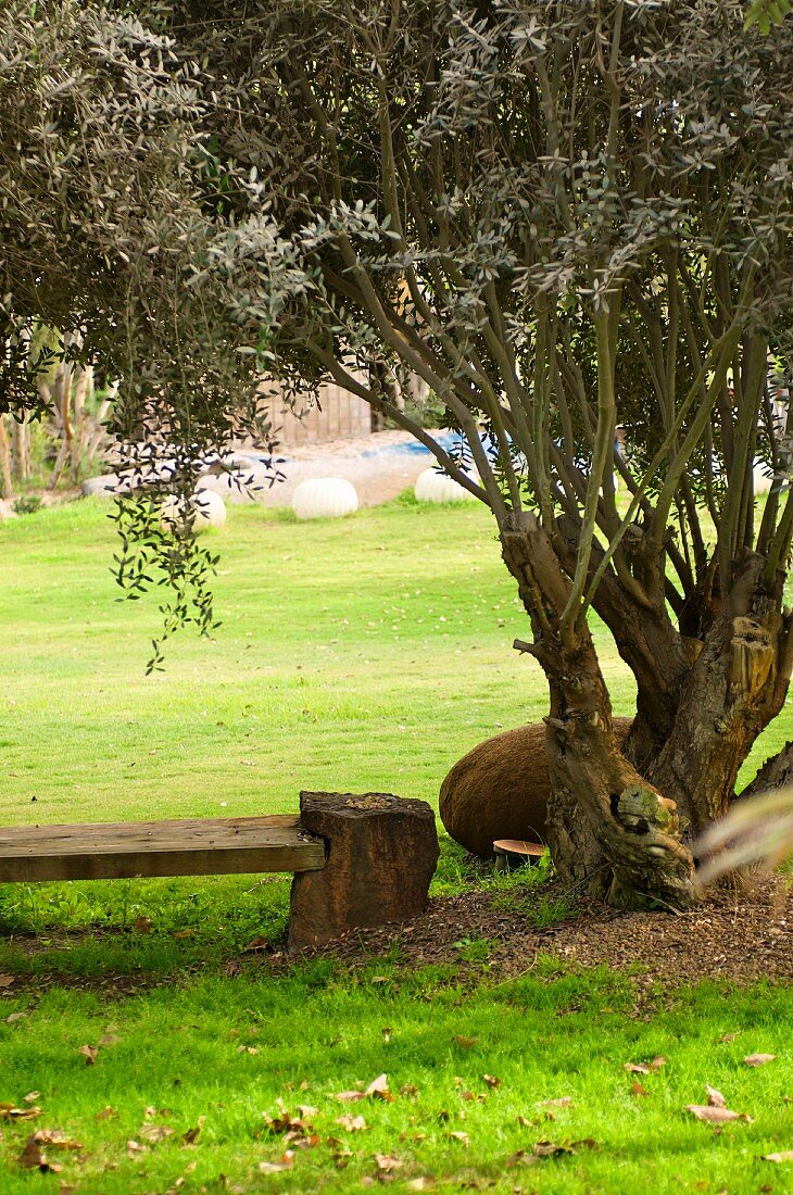 Holzbank unter einem Olivenbaum