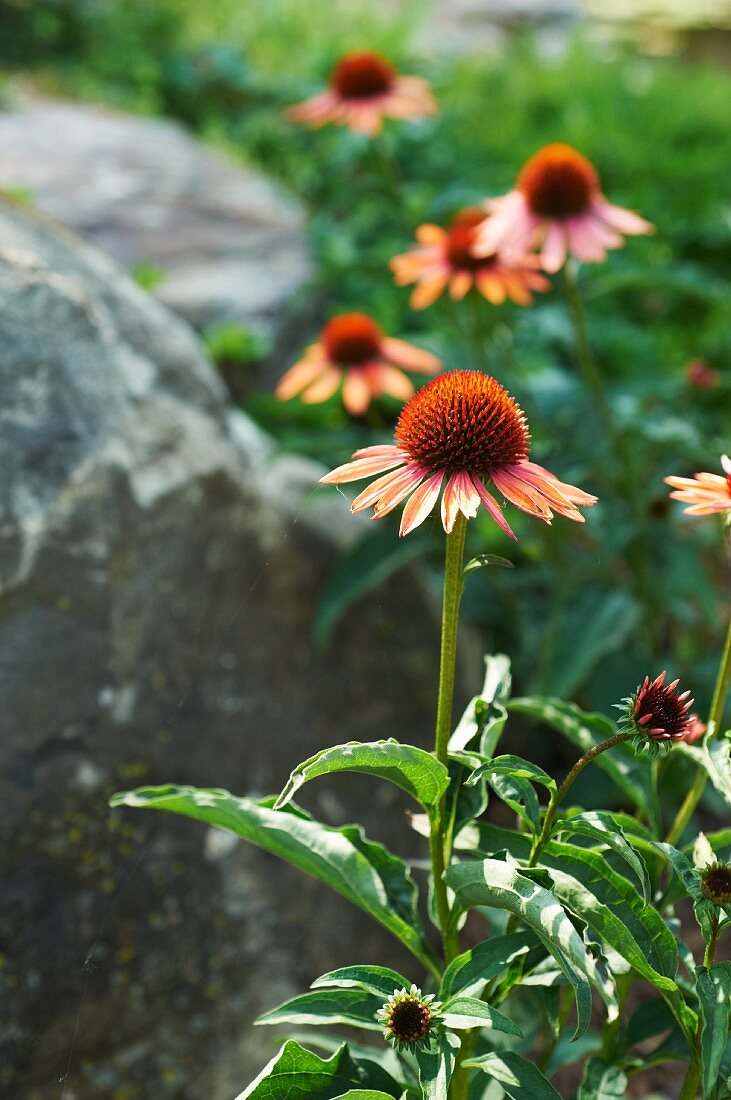 Roter Sonnenhut im Garten