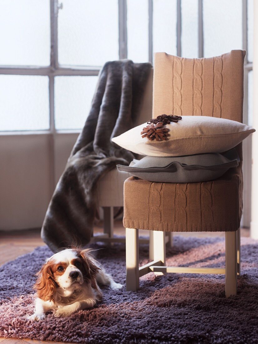 Hund liegt auf Hochflorteppich neben Stuhl mit Wollhusse und Zierkissen