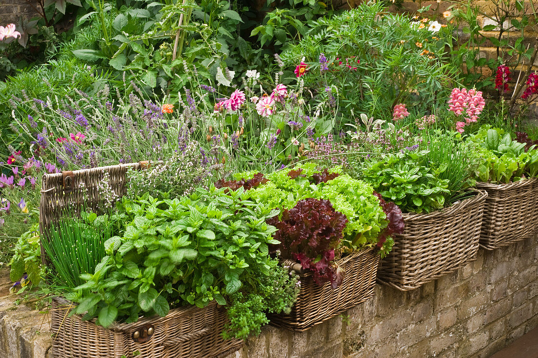 Kräuter und Salat in Pflanzkörben und verschiedene Blumen in einem Garten