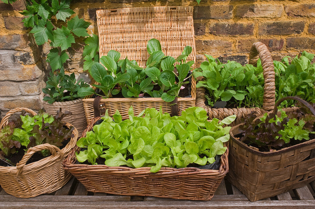 Lettuce and other vegetables in wicker planters on terrace