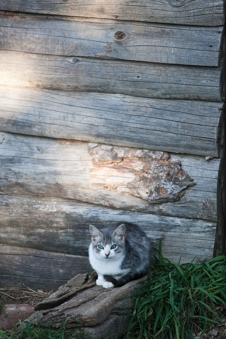 Katze vor verwitterter Holzwand