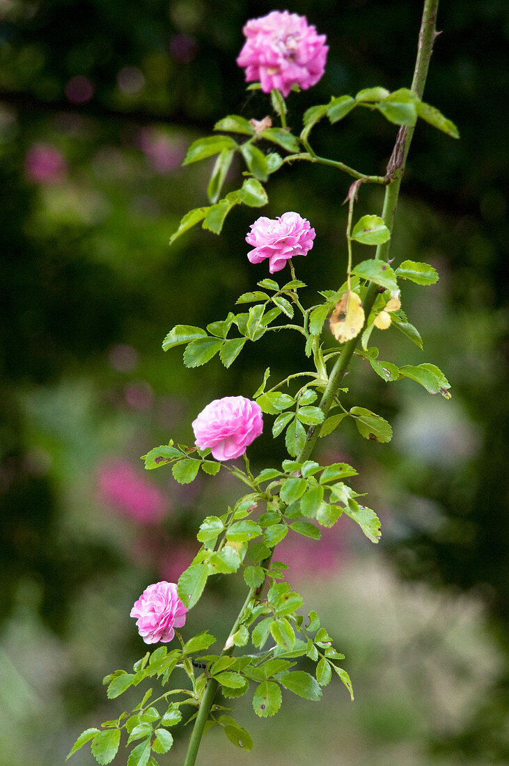Edelrose einer alten Sorte mit rosa Blüten im Rosengarten