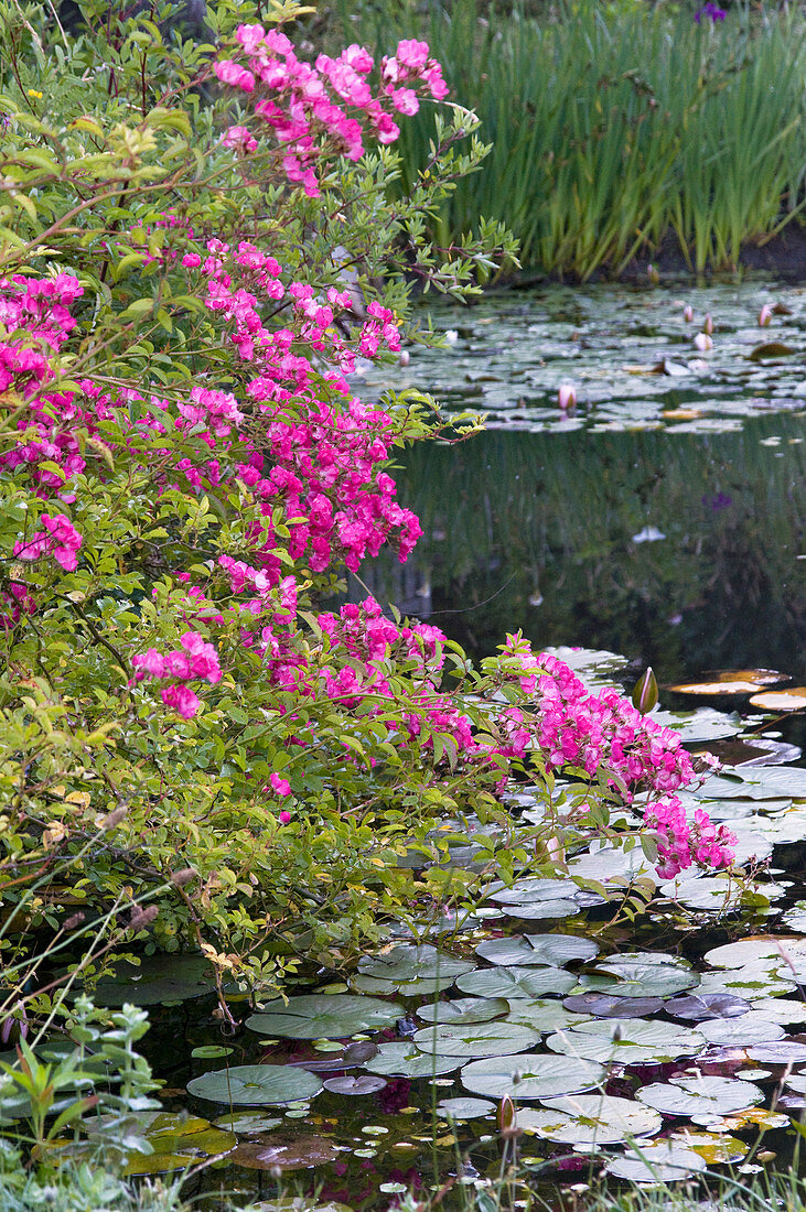 Pinkfarbene Strauchrosen wachsen am Seerosenteich, der im Hintergrund mit Schwertlilien begrenzt wird