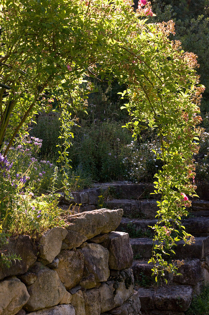 Bogenförmig wachsende Strauchrose auf einer Steinmauer, dahinter Steintreppe und Kräutergarten
