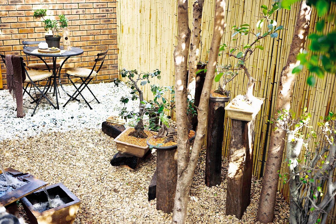 Bonsai trees and seating area in designer garden