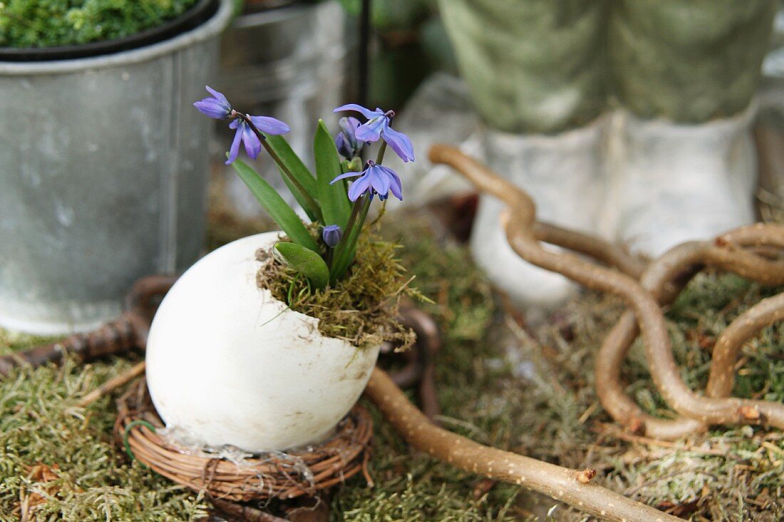Eggshell containing moss and flowering scilla