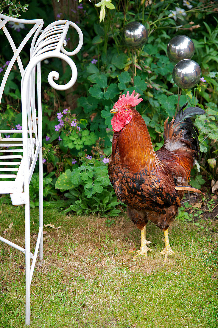 Cockerel next to metal bench in garden