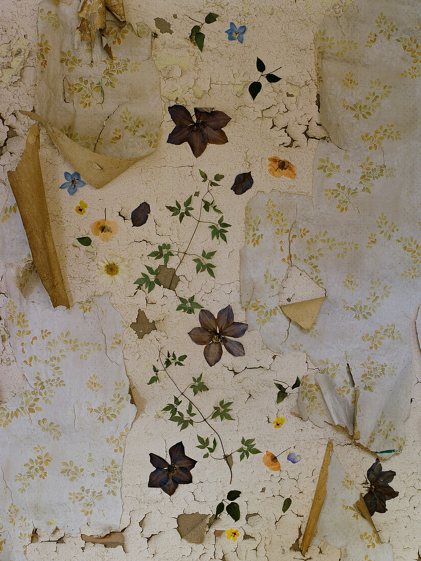 Vintage Wand mit abgeblätterter Farbe und Reste von verschiedenen Tapetenschichten mit floralem Muster