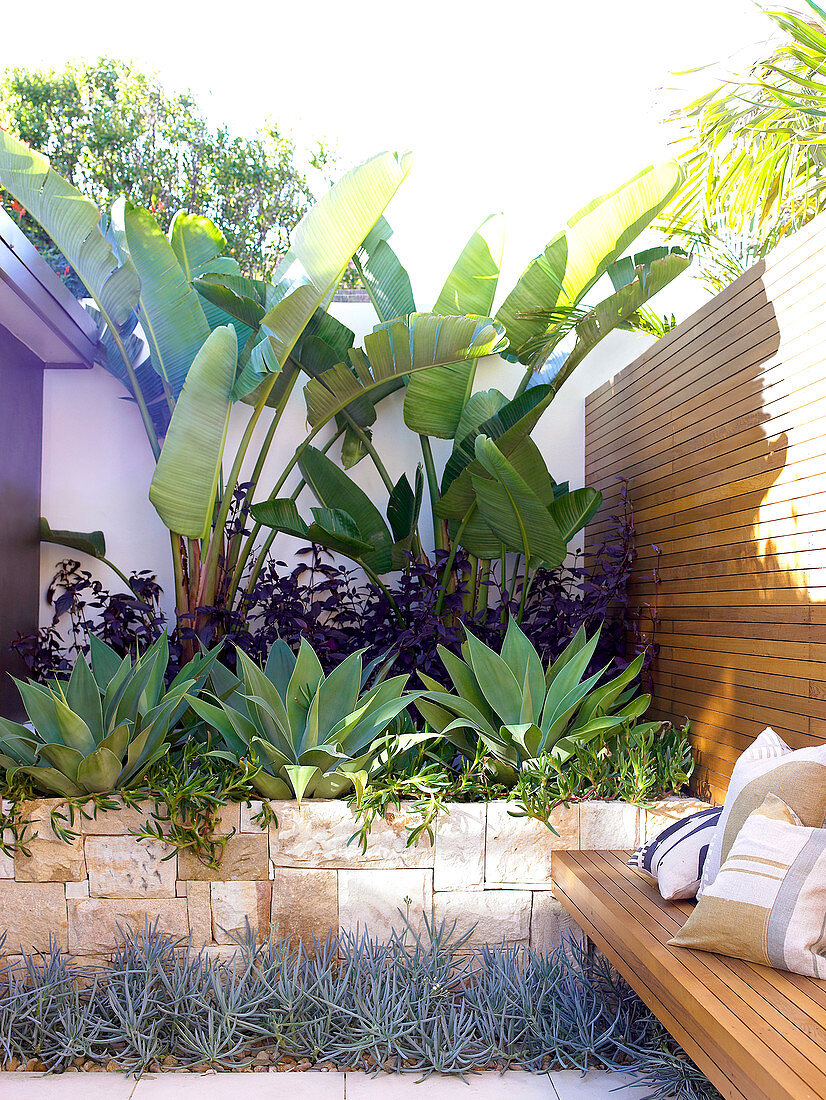 Tropische Oase in designtem Innenhof - Bananenpflanzen und Agaven im Hochbeet mit Natursteinmauer neben Sitzbank in der Holztrennwand integriert